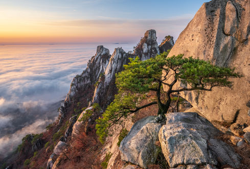 Обои на рабочий стол Дерево на камне, на скалах, by jae youn Ryu