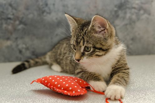 Обои на рабочий стол Серый котенок играет валентинкой-сердечком