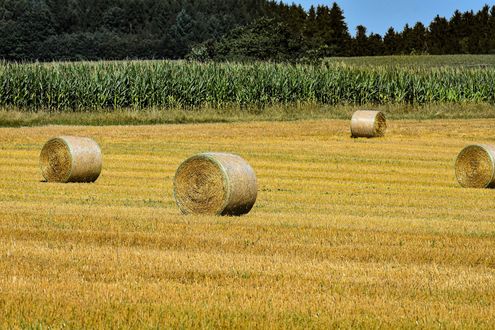 Обои на рабочий стол Сено в рулонах на поле на фоне кукурузы и деревьев, фотограф Alexas_Fotos