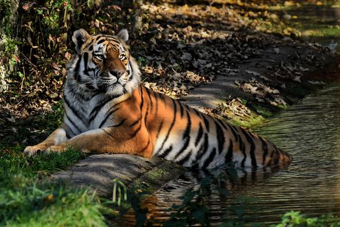 Обои на рабочий стол Тигр лежит нижней частью туловища в воде, фотограф Alexas_Fotos