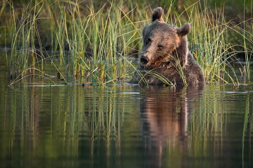 Обои на рабочий стол Бурый медведь стоит в воде, фотограф Александр Перов