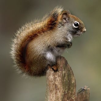 Обои на рабочий стол Белка на пне, by Andre Villeneuve