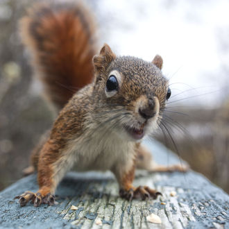 Обои на рабочий стол Белка на доске, by Andre Villeneuve