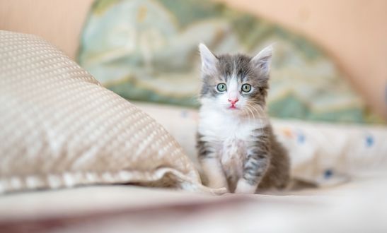 Обои на рабочий стол Котенок на постели, by Kote Puerto