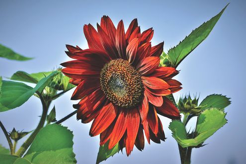 Обои на рабочий стол Красный подсолнух на размытом фоне, by Capri23auto
