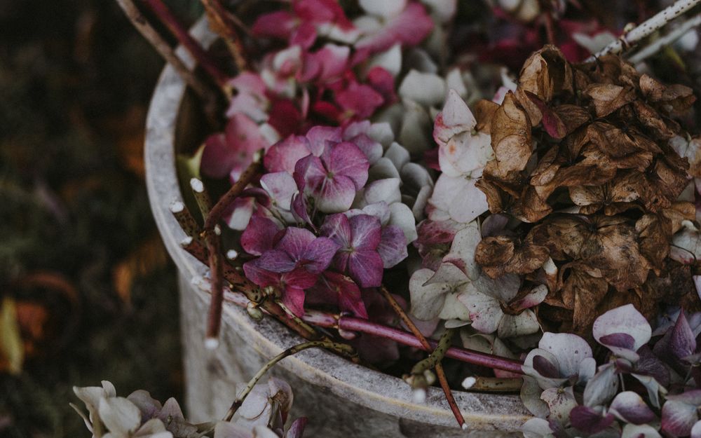 Обои для рабочего стола Полузасохшие цветы гортензии, by Annie Spratt