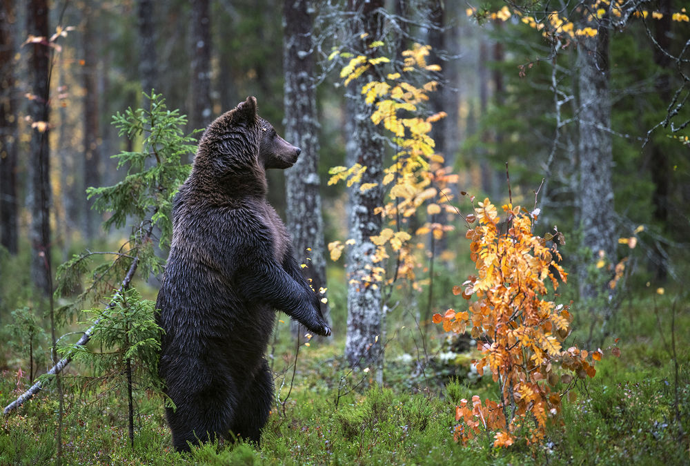 Заяц стоит на задних лапах фото