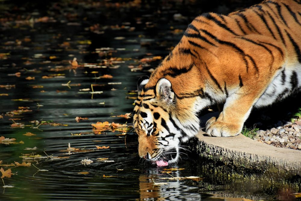 Обои для рабочего стола Тигр пьет воду в водоеме, покрытом осенними листьями