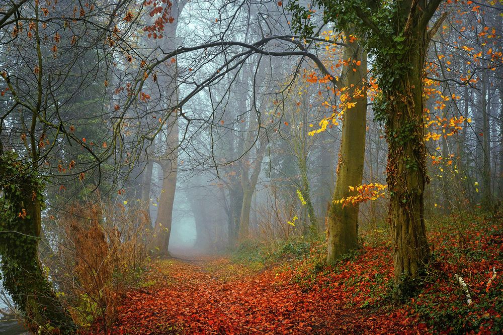 Обои для рабочего стола Осенняя аллея в легком тумане. Фотограф Radoslaw Dranikowski