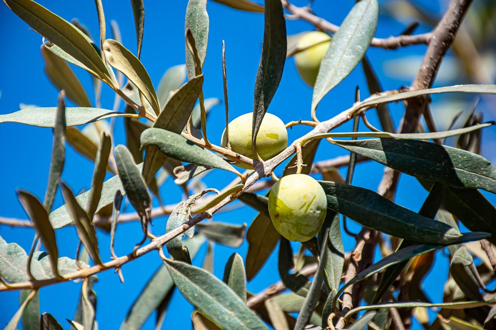 Обои для рабочего стола Зеленые оливки висят на ветках на фоне голубого неба, by Ri_Ya
