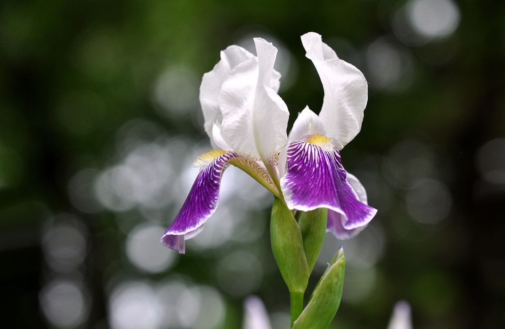 Обои для рабочего стола Бело-сиреневый ирис крупным планом на размытом фоне