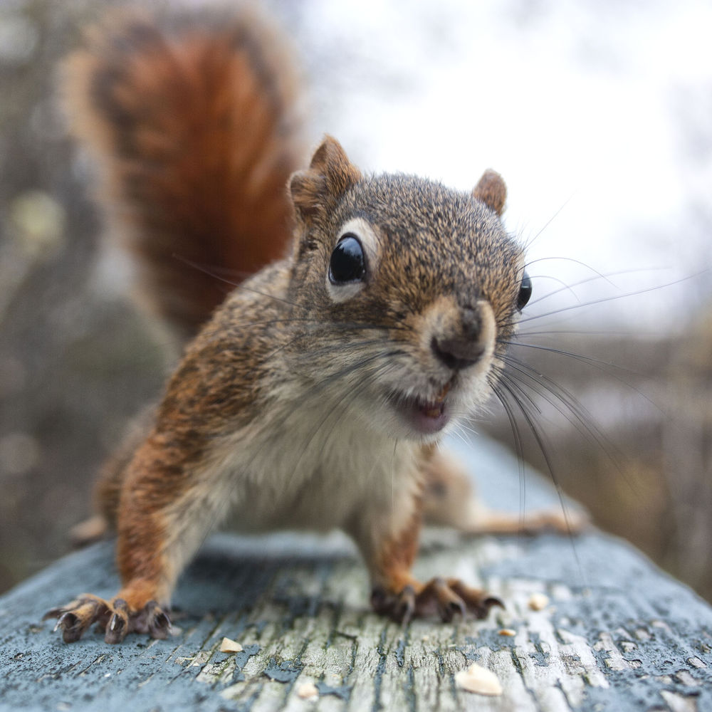 Обои для рабочего стола Белка на доске, by Andre Villeneuve