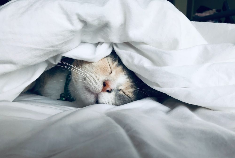 Обои Кошка спит под одеялом, by Kate Stone Matheson на рабочий стол