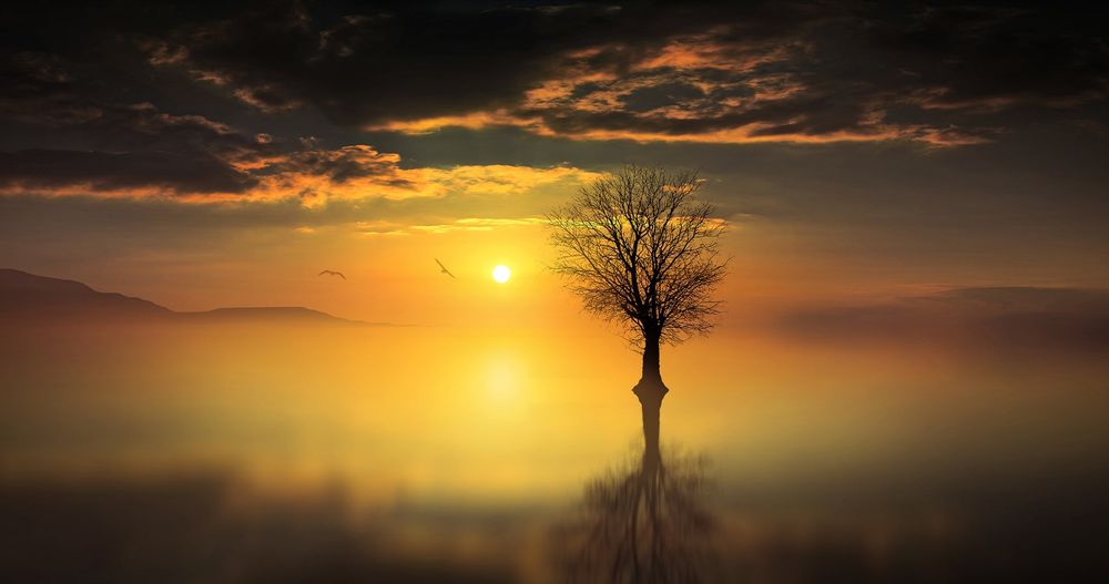 Обои для рабочего стола Одинокое дерево на воде на фоне заката, by Antonio Amati