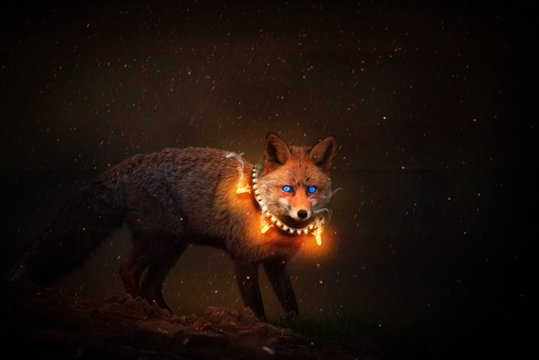 Обои на рабочий стол Лиса со светящимся ошейником, by 0l-Fox-l0
