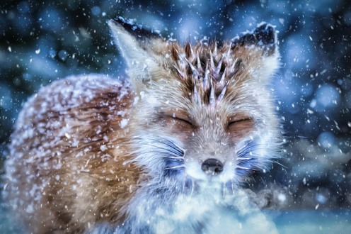 Обои на рабочий стол Лиса под снегопадом, by 0l-Fox-l0