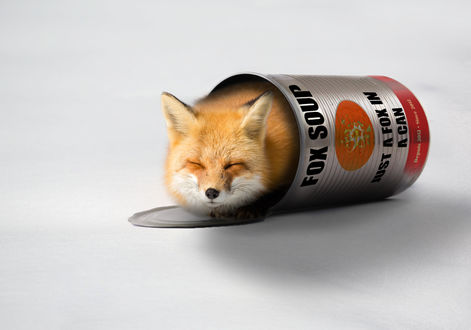 Обои на рабочий стол Лиса с закрытыми глазами в жестяной банке, by 0l-Fox-l0