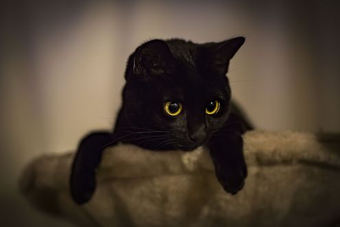 Обои на рабочий стол Черный котенок внимательно смотрит вниз