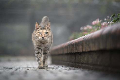 Обои на рабочий стол Серая кошка идет по дороге, by Tomomichi Ito