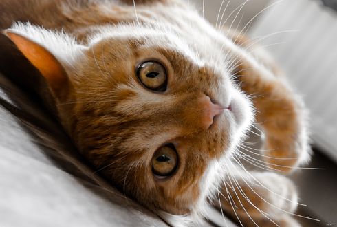 Обои на рабочий стол Рыжая кошка смотрит на нас