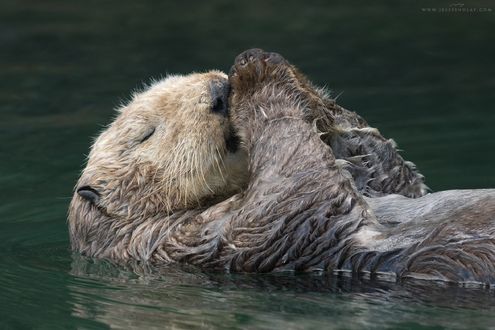 Обои на рабочий стол Морская выдра спит во время плавания в уединенной бухте вдоль побережья полуострова Кенай на Аляске, by Jess Findlay