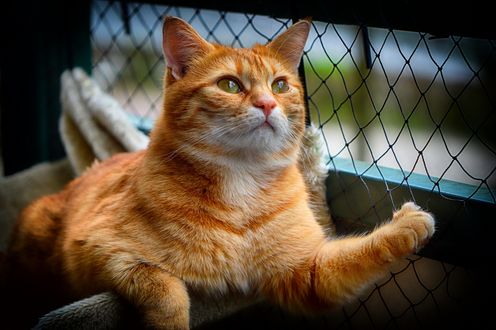 Обои на рабочий стол Рыжая с белым кошка лежит у сетки, by Alexas_Fotos