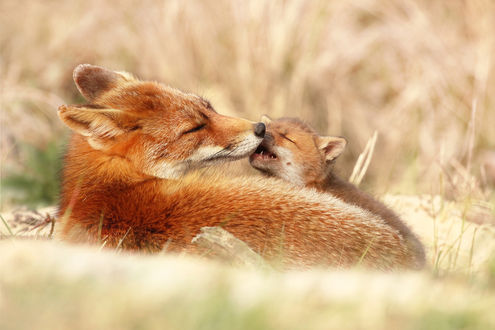 Обои на рабочий стол Лиса с лесенком на земле, by Joke Hulst