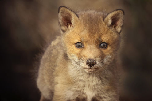 Обои на рабочий стол Лисенок на размытом фоне, by Joke Hulst