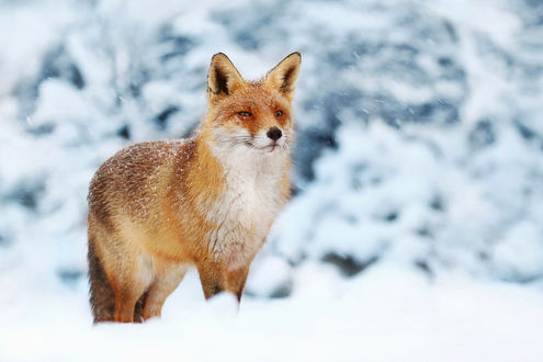 Обои на рабочий стол Лиса стоит на снегу, by Joke Hulst