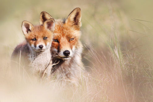 Обои на рабочий стол Лиса с лисенком на природе, by Joke Hulst