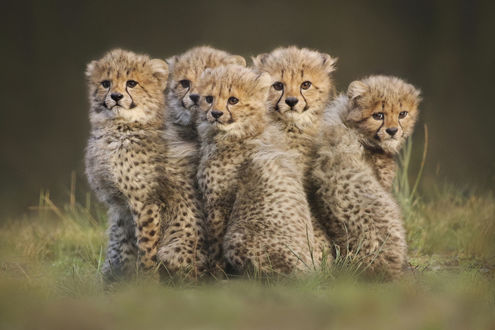 Обои на рабочий стол Детеныши гепарда, by Joke Hulst