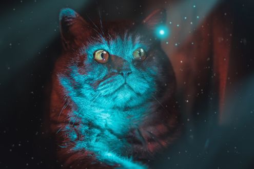Обои на рабочий стол Британский кот в лучах голубого света