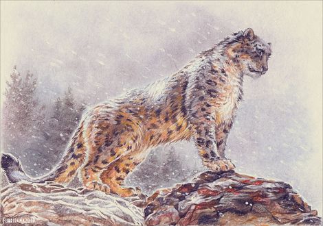 Обои на рабочий стол Снежный барс стоит на камне, by Furrirama