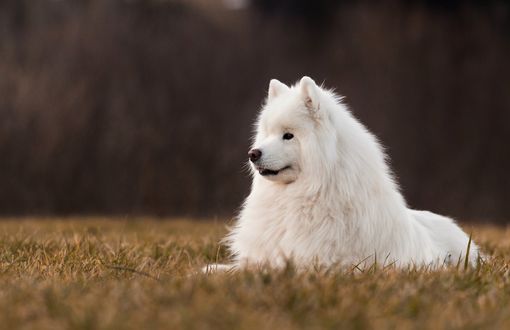 Обои на рабочий стол Собака породы-самоед лежит на траве, фотограф Soul_Sammy