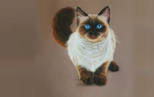 Обои на рабочий стол Сиамска кошка на размытом фоне