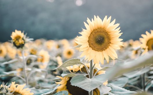 Обои на рабочий стол Подсолнухи на размытом фоне, by Leonie Photograph