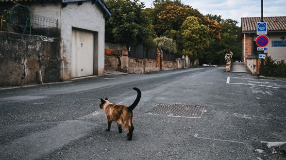 Обои на рабочий стол Кошка идет по дороге, by Gaelle Marcel