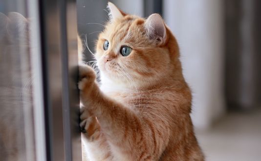 Обои на рабочий стол Рыжая кошка смотрит в окно, by Rick T. T