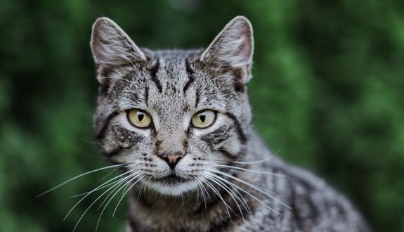 Обои на рабочий стол Серая кошшка на размытом фоне, by Leonie Photograp
