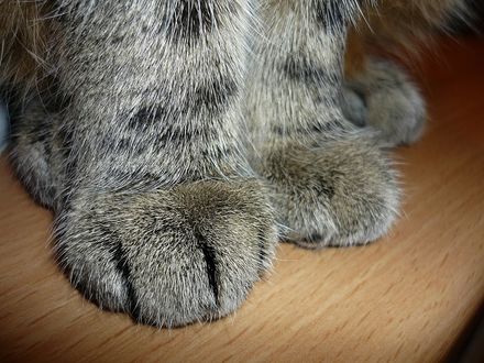 Обои на рабочий стол Лапы серой кошки крупным планом. by Katzenspielzeug
