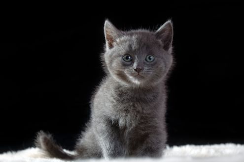 Обои на рабочий стол Дымчатый котенок на черном фоне