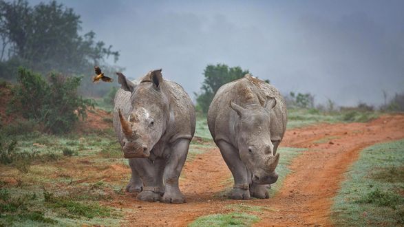 Обои на рабочий стол Два носорога идут по заповеднику Amakhala, Africa / Амакхала, Африка