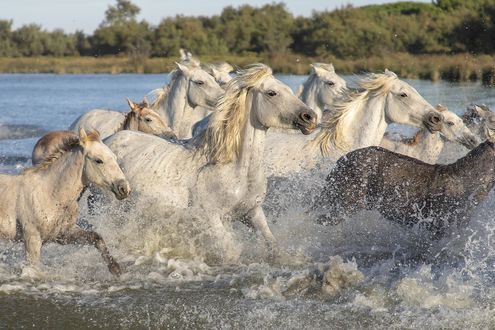 Обои на рабочий стол Белые лошади скачут по воде