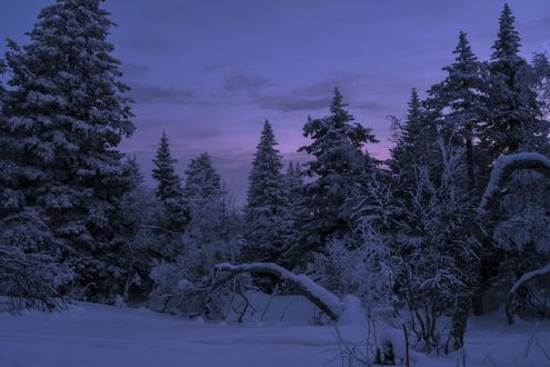 Обои на рабочий стол Зимний лес. Фотограф Шарапов Андрей