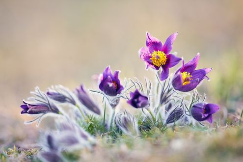 Обои на рабочий стол Цветы прострела на размытом фоне, by DB-Naturfotografie