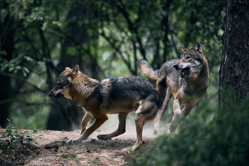 Обои на рабочий стол Волки в лесу, by DB-Naturfotografie