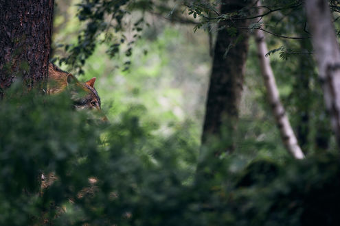Обои на рабочий стол Волк в лесу, by DB-Naturfotografie