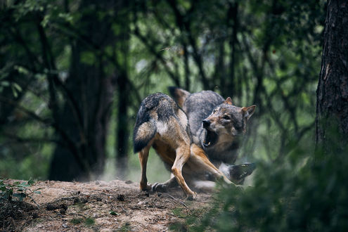 Обои на рабочий стол Волк в лесу, by DB-Naturfotografie
