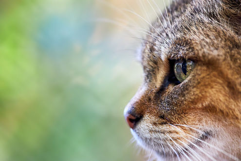 Обои на рабочий стол Котенок в профиль, by DB-Naturfotografie
