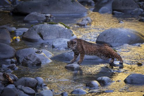 Обои на рабочий стол Рысь стоит на камнях, которые лежат в воде